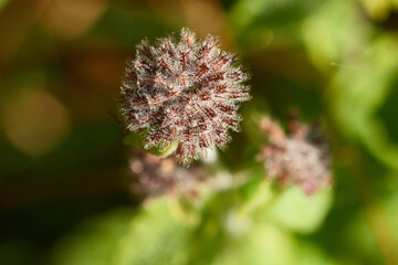 Gemeiner Wirbeldost (Clinopodium vulgare) nach der Blüte