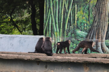  A group of Beautiful Colobines at the zoo.