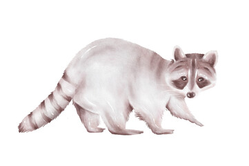 Woodland animal Raccoon watercolor