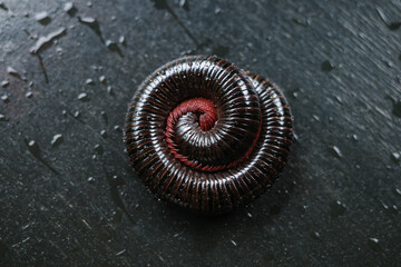 millipedes are on the table