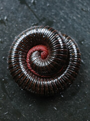 millipedes are on the table