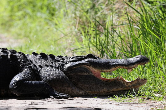 American Alligator Crossing Trail In Circle B Bar Reserve,Florida