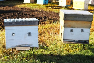 Old colored beehives in a rustic apiary