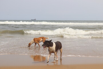  A group of thirsty dogs are roaming marina beach.