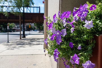 Fototapeta na wymiar Beautiful Purple Flowers in a Planter along an Empty Sidewalk in the South Loop of Chicago during the Summer