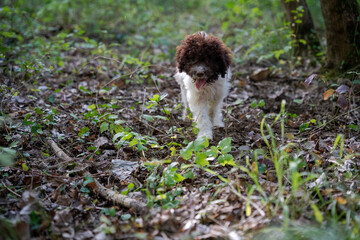 Hund, Trüffelhund, Hunde, Terrier, Trüffelsuche