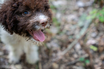 Hund, Trüffelhund, Hunde, Terrier, Trüffelsuche