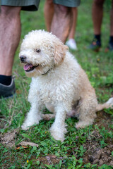 Hund, Trüffelhund, Hunde, Terrier, Trüffelsuche