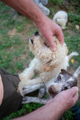 Hund, Trüffelhund, Hunde, Terrier, Trüffelsuche