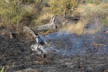 Afrikanischer Busch - Krügerpark - Buschfeuer / African Bush - Kruger Park - Bushfire /