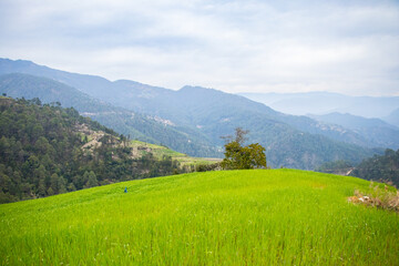 Rice Paddy Fields of HImalayas Nepal in Doti