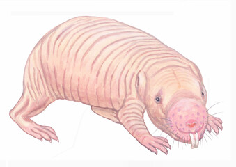 ハダカデバネズミ