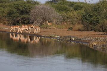 Schwarzfersenantilope / Impala / Aepyceros melampus