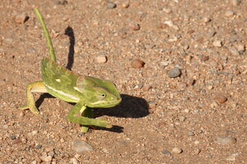 Lappenchamäleon / Flap-necked chameleon / Chamaeleo dilepis.