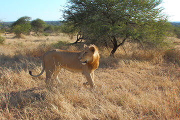 Afrikanischer Löwe / African lion / Panthera leo.