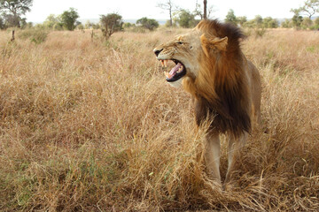 Obraz na płótnie Canvas Afrikanischer Löwe / African lion / Panthera leo...