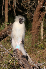 Grüne Meerkatze / Vervet monkey / Cercopithecus aethiops .