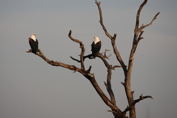 Afrikanischer Schreiseeadler / African fish-eagle / Haliaeetus vocifer.