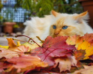 Naklejka na ściany i meble Blue-eyed cat hiding behind colorful autumn leaves