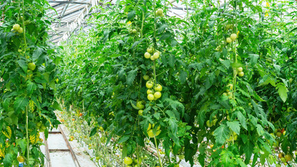 Fototapeta na wymiar Tall tomato plants with immature fruits stand in rows in a greenhouse. Agricultural greenhouse close-up. Industrial cultivation of vegetables in special heated greenhouses.