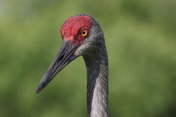Sandhill crane, Circle B Bar Reserve, Florida, USA.