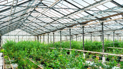 Blueberry bushes stand in containers in an indoor nursery. Industrial cultivation of blueberries in heated greenhouses in cold climates. Using drip irrigation in greenhouses to irrigate blueberries.