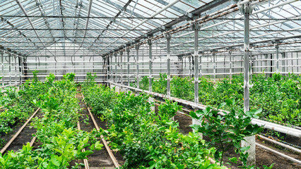 Nursery of citrus trees in containers standing in a greenhouse. Industrial cultivation of lemons in heated glass greenhouses. Growing lemons in a greenhouse during the cold season.