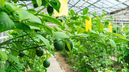 Green lemon fruits hang on tree branches in a greenhouse. Growing lemons in a greenhouse during the cold season. Industrial cultivation of citrus fruits using heated glass greenhouses.