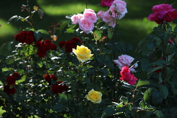 Flowers on a garden bush with roses close-up