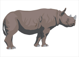 rhino isolated on white vector art