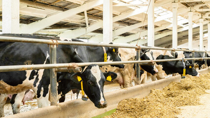 The maintenance of Holstein cows in the barn. Cows stand in a stall and eat feed on a livestock...