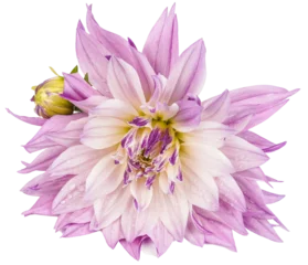Foto op Canvas Light purple and white dahlia flower. Object on transparent background. © Kathy