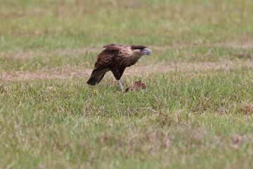 Crested Caracara (Caracara plancus) Florida USA