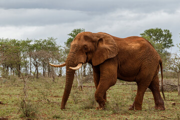 Obraz na płótnie Canvas Elephant bull in must walking in Zimanga Game Reserve in Kwa Zulu Natal in South Africa