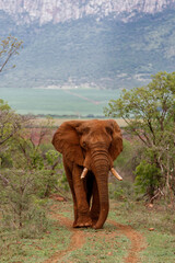 Naklejka na ściany i meble Elephant bull in must walking in Zimanga Game Reserve in Kwa Zulu Natal in South Africa