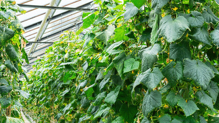 Cucumber plants grow in agricultural greenhouses. Tall cucumber plants grow on garters all year round in heated glasshouses. Using hydroponics and drip irrigation to grow cucumbers.