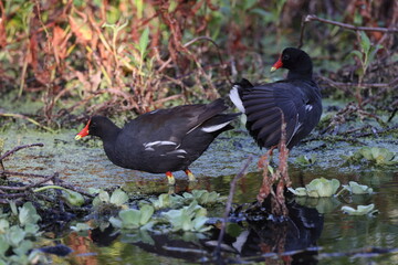 common moorhen (Gallinula chloropus) Circle B Bar Reserve Florida USA
