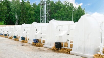 The use of special plastic shelter houses for keeping newborn calves in them. Calf housing and cowsheds on a livestock farm. A row of incubator houses for rearing calves on a dairy farm. © nieriss