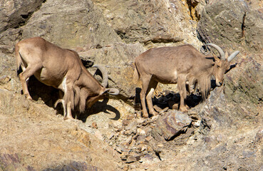 Barbary sheep (Ammotragus lervia) walking on a rock wall
