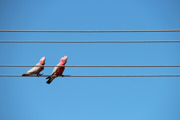 galahs in australia