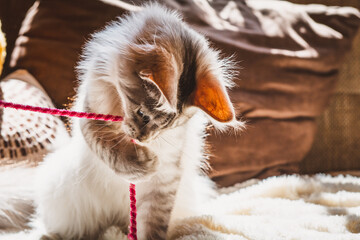 Hauskatze