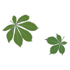 Set of vector chestnut leaf outline and coloured icon. Simple chestnut leaves illustration for logo. Realistic hand drawn leaves illustration set on white background.