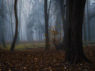 Dark forest in the fog with fallen leaves. Gloomy autumn woods in the morning.