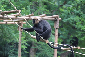 Colobine Monkey on a wood