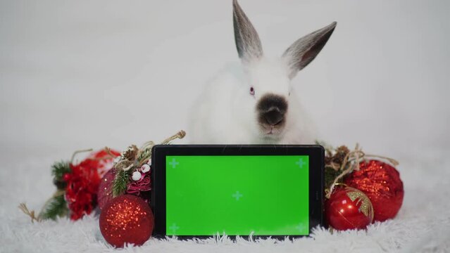 A cute little white rabbit is sitting on the gift box and red christmas tree balls with a green screen tablet. Chromakey tablet set up for advertising the year of the rabbit. The symbol of 2023.