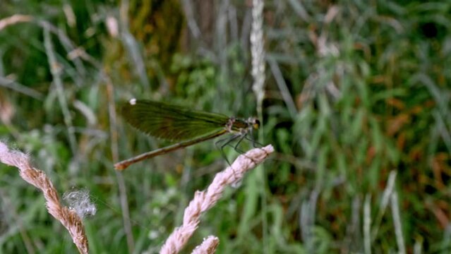 Closeup of a dragonfly resting on tall grass in green field on sunny day