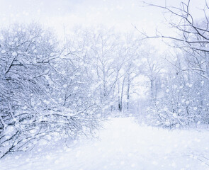 winter forest in the snow, snowfall, postcard for the new year