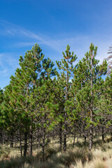 Fototapeta na wymiar green pines on a bright sunny day 