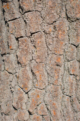 orange texture of tree bark 1