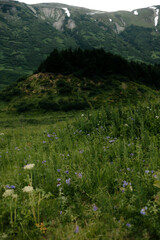 Fototapeta na wymiar meadow with flowers in the Alaska mountains